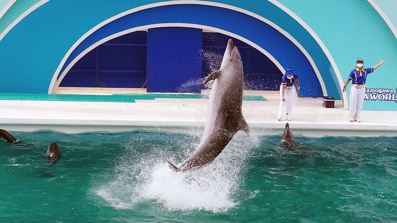 🐬 카모가와 씨월드 이미지 4